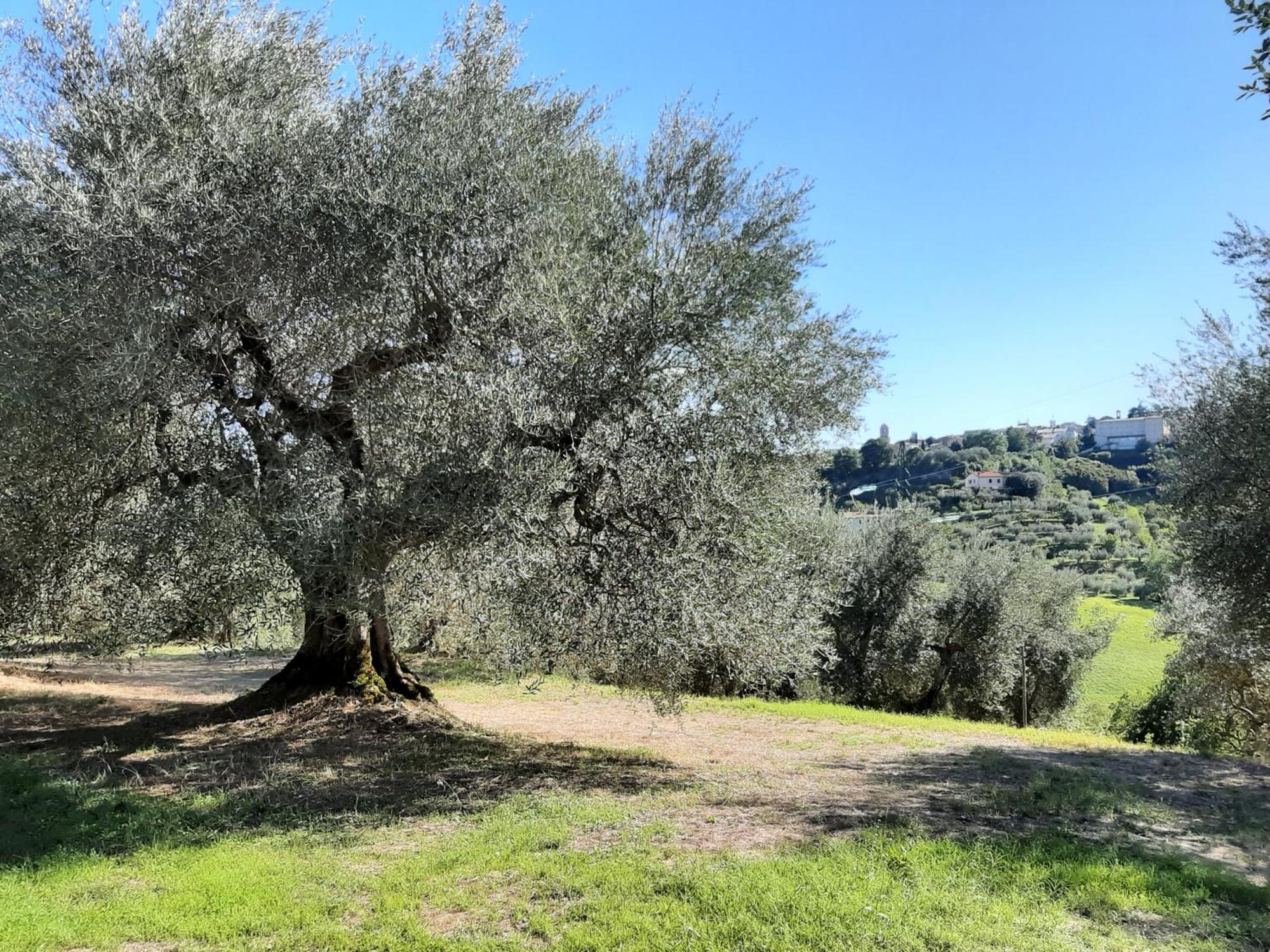 Montebello Degli Olivi Chiusi Exterior photo